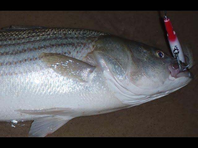 Fishing for Striped Bass with Needlefish Plugs