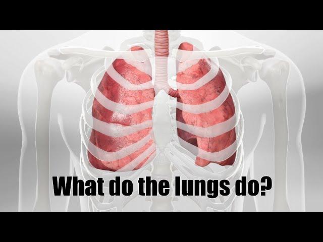 What do the lungs do?