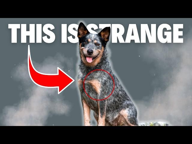 6 Weird Blue Heeler Behaviors Explained