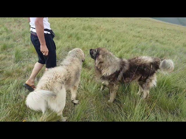 worlds toughest LDG guarding Sheep flock 2500m above sea level (Illyrian Shepherd Dogs )