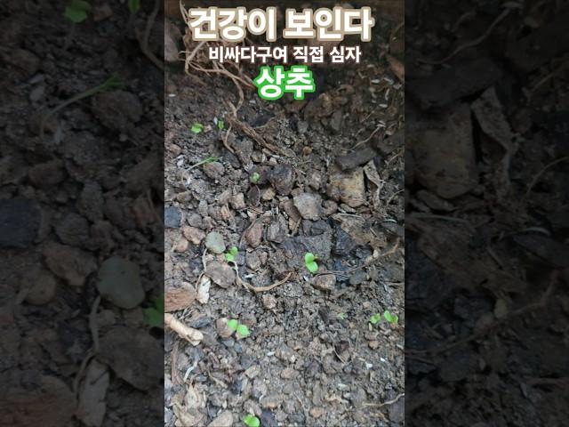 #건강이최고다 #건강이보인다 #건강정보 #상추효능 #상추 #상추쌈 #상추키우기 #텃밭 #텃밭식물 #상추와 함께 드세요!