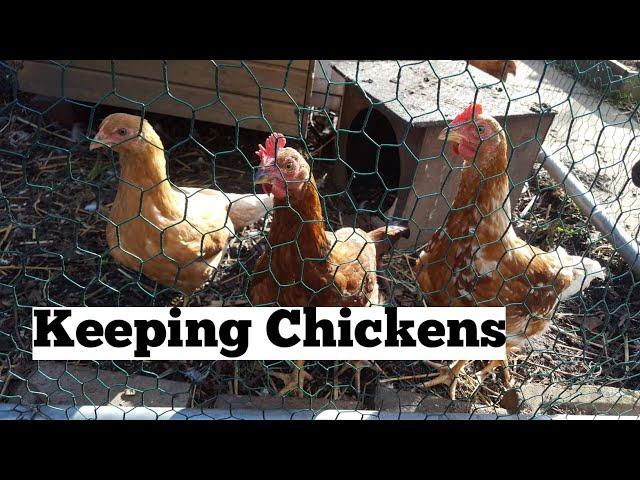 How to keep chickens | advice on keeping chickens | allotment life | allotment living