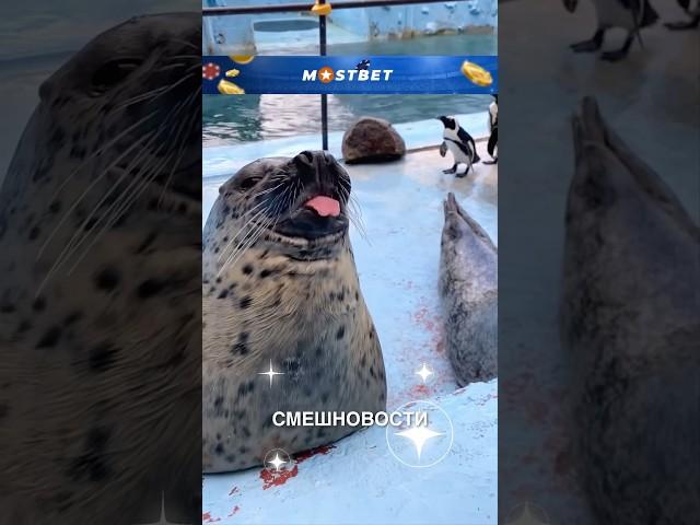 Смешновости 30 - юбилейный выпуск  #истории #история #новости #новость #shorts