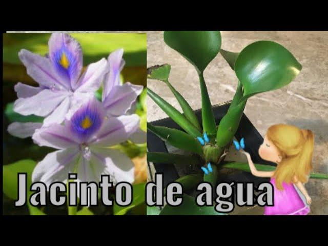 #Jacinto de Agua: Eichhornia Crassipes