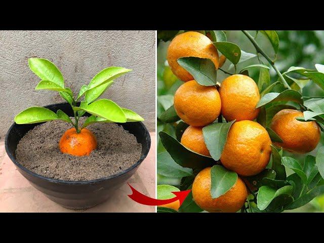 The simplest way to have a seedling to your liking | Relax Garden