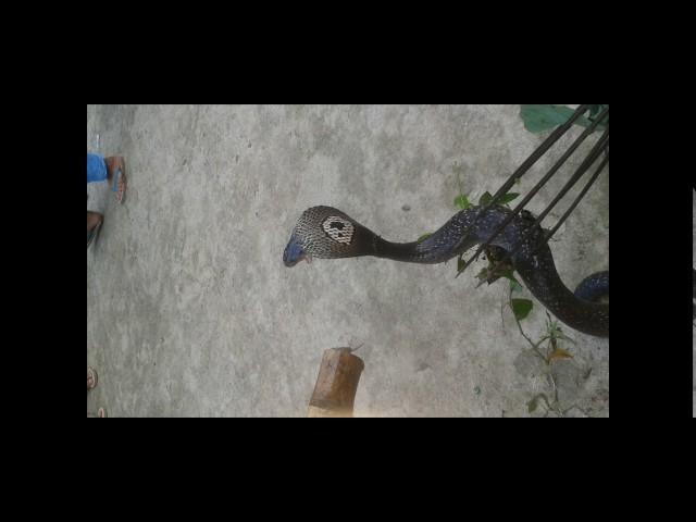 cobra hunting