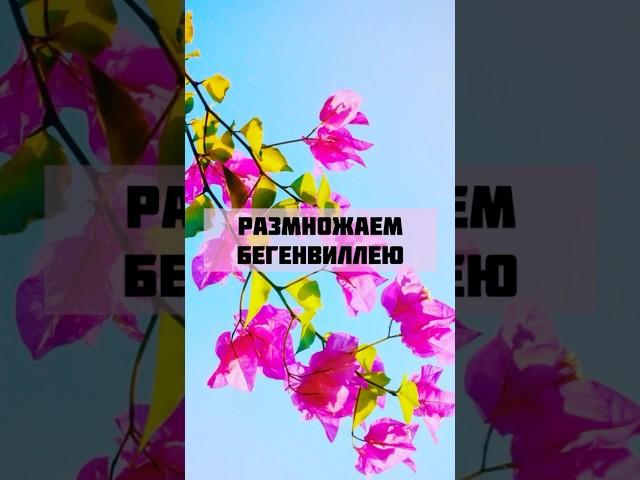 Размножаем экзотику #цветы #цветоводство #экзотическиецветы #размножениерастений #домашниецветы
