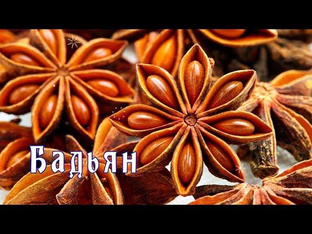 Spices. Star anise or star anise / ENG SUB