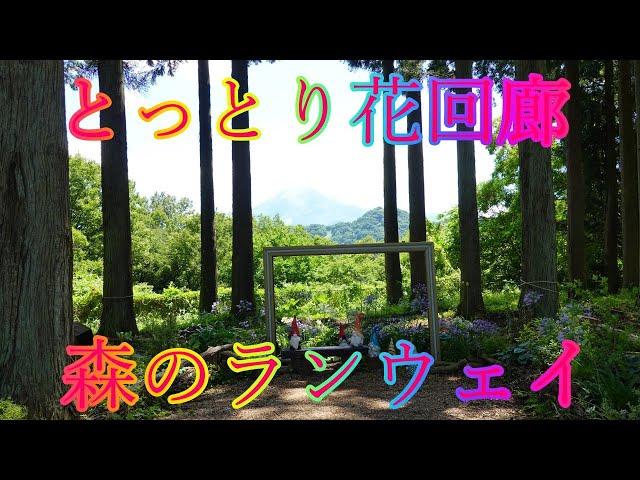 梅雨の晴れ間 7月5日 金曜 晴れ 花の香りに包まれて とっとり花回廊 森のランウェイ 日本 鳥取県西伯郡南部町鶴田 展望回廊 @WalkingYoshi