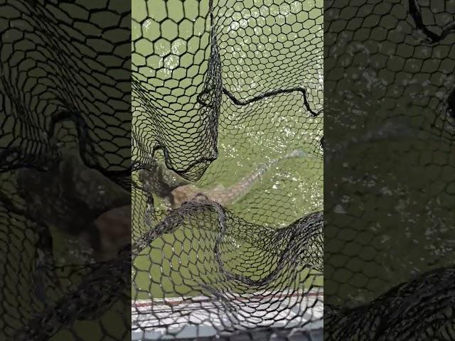 Fish Head Assassin #fishing