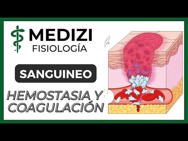 Clase 36 Fisiología Sanguínea - Hemostasia y coagulación (Plaquetas) (IG:@doctor.paiva)