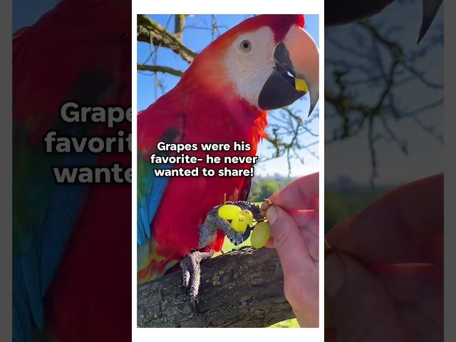 This woman thought it was a bird... but it was a baby macaw #animals #macaw