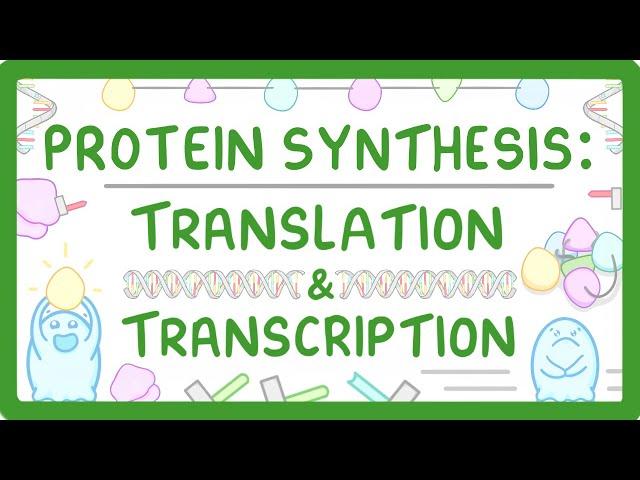 GCSE Biology - How are Proteins Made? - Transcription and Translation Explained