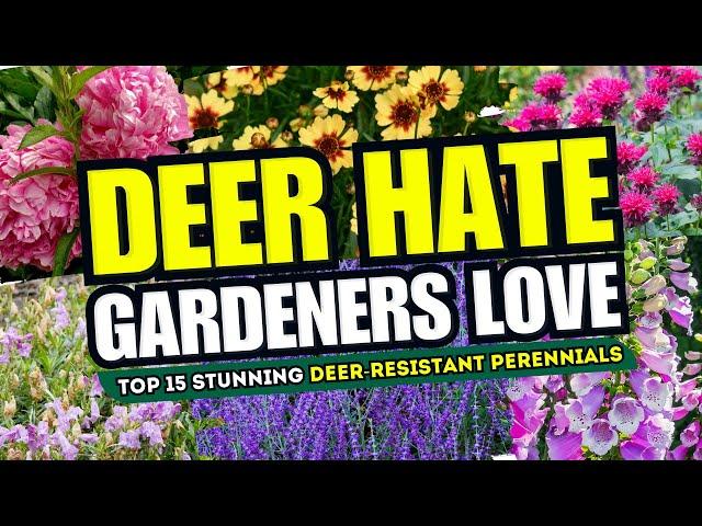  DEER HATE, GARDENERS LOVE! Top 15 Stunning Deer-Resistant Perennials! 