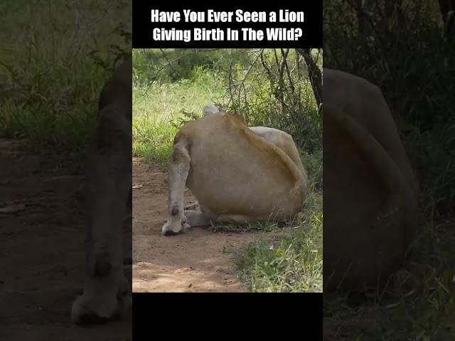 Have You Ever Seen a Lion Giving Birth In The Wild?? #short #Animal Secrets #animal