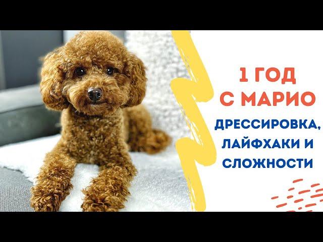 1 ГОД С НАШИМ ТОЙ-ПУДЕЛЕМ! Жизнь с собакой, дрессировка, сложности, лайфхаки и лучшие игрушки