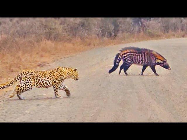 Leopard Stalks Civet in the Middle of the Road