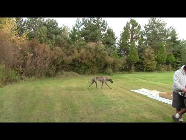 Large strange dog and bees...just trying to work here!!!