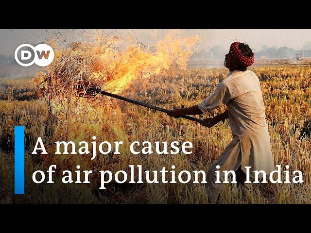 India: Could there be an alternative to 'stubble burning'? | DW News