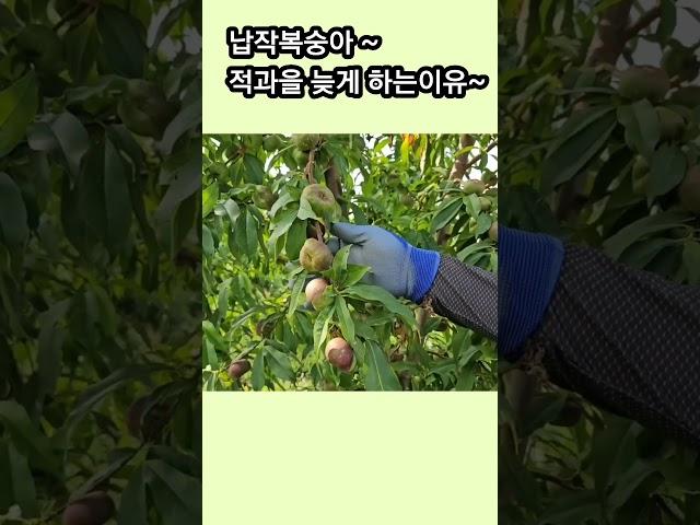 깨끗한 납작도을 생산 하려면? # 천반도 #peach #춘향골하늘농장