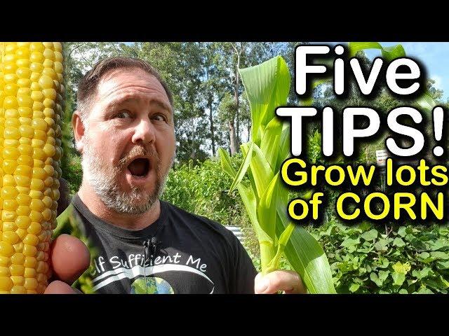 5 Tips How to Grow a Ton of Sweetcorn in One Raised Garden Bed or Container