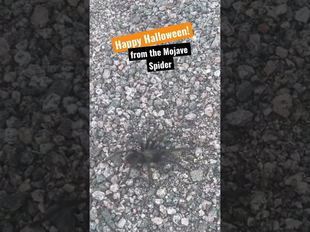 Tarantula in the Mojave Desert - Big Spider! 