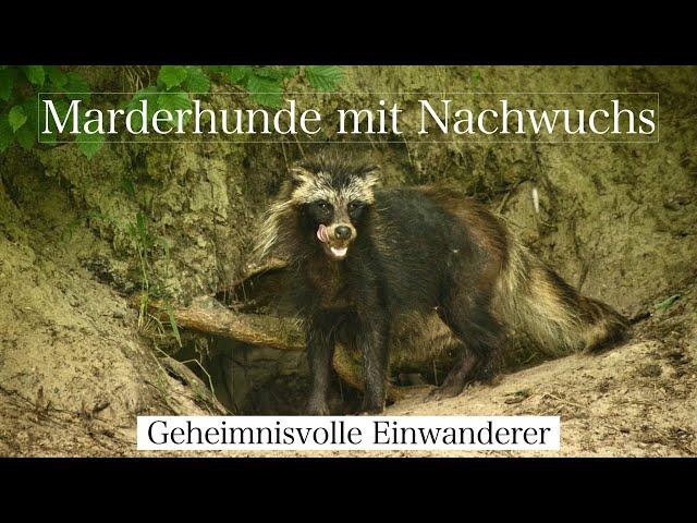 Raccoon Dogs in Germany I Heimliche Marderhunde