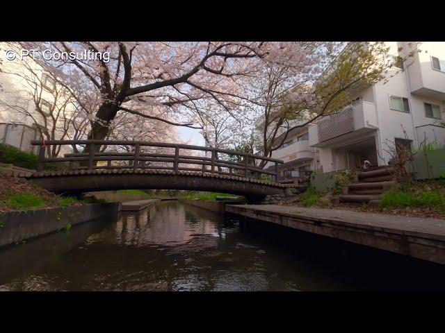 空撮　FPV　神奈川県川崎市「二ヶ領用水宿河原線の桜」　Aerial Shoot above Cherry blossoms at Nikaryou Channel, Kawasaki Japan