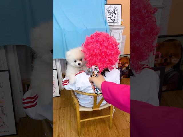Nico:I’m the king of guns!#nico #smartnico #funny #dog #puppy