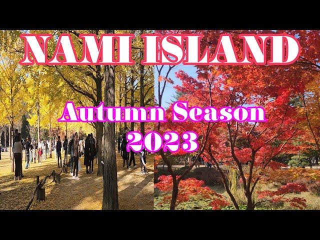 Beautiful Autumn Leaves in NAMI ISLAND South Korea // Autumn Season 2023  #namiisland