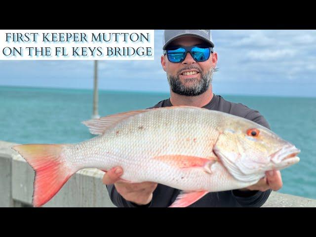 the BEST FL KEYS bridge FISHING TRIP! my first KEEPER MUTTON on the BRIDGE. #mustwatch