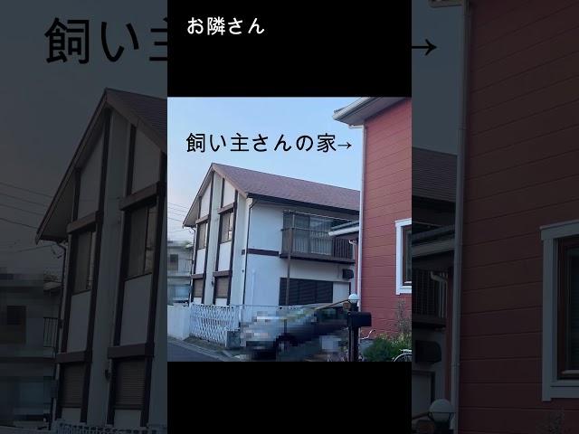 【番外編】亡くなってしまったワンちゃんにアクセス！#shorts