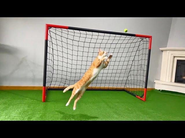 Goalkeeper Cat Got Snubbed from World Cup!