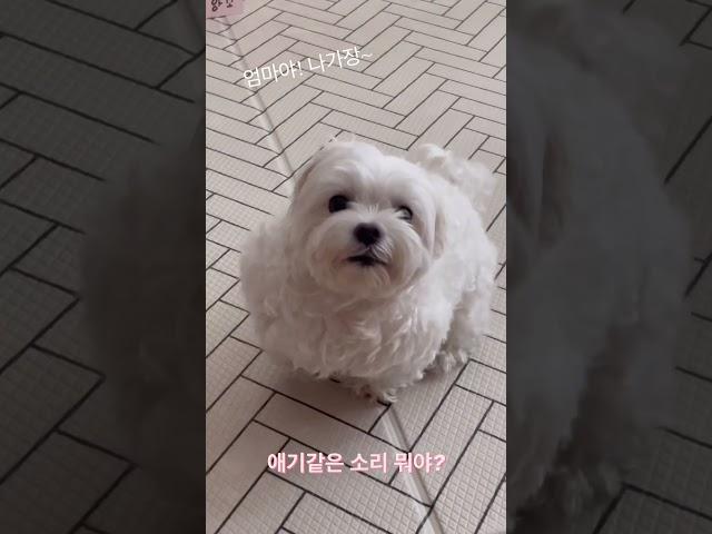 보채기 대마왕 산책 언제 가냐구-  #dog #maltese #강아지