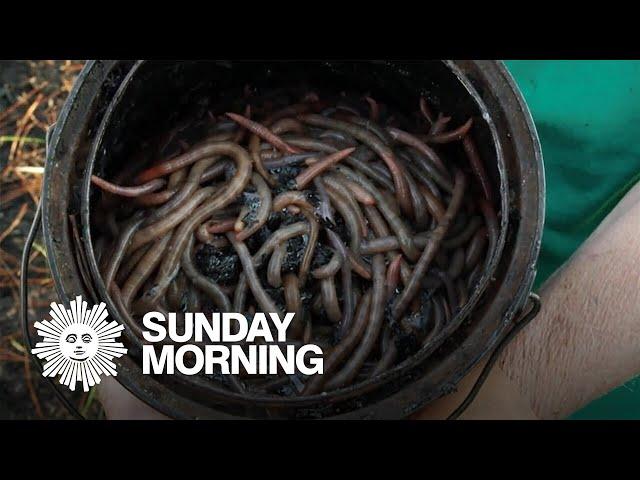 The "magic" of worm grunting