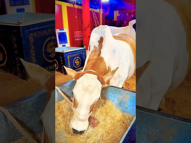 MashAllah  #cow #qurbani2025 #eid #bakra #animals #camel #bakraeid #eiduladha