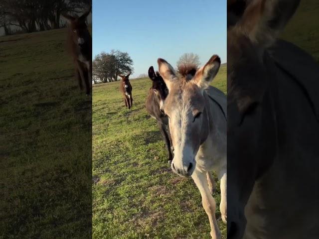 Donks  #animals #donkey #animalshorts #cuteanimals #cute