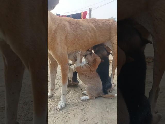 Dog mother and her baby # viral video # short video