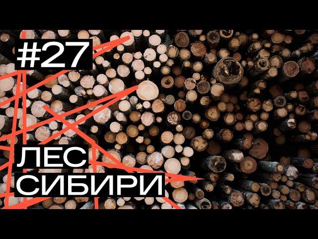 Как устроена лесная отрасль Сибири: от незаконных рубок и поджогов леса, до переработки и инвестиций