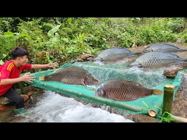 The boy used a green net to make a fish trap in the stream and unexpectedly caught many big fish.