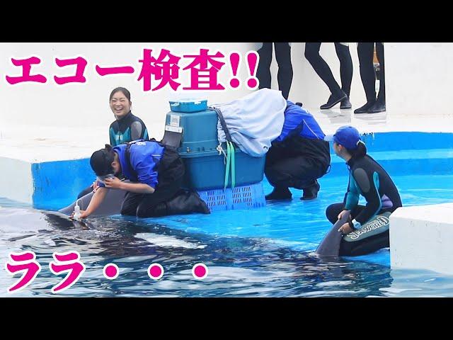 ララのエコー検査!! 鴨川シーワールド シャチ KamogawaSeaWorld  orca killerwhale