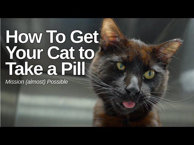 How to Get Your Cat to Take a Pill: Mission (almost) Possible