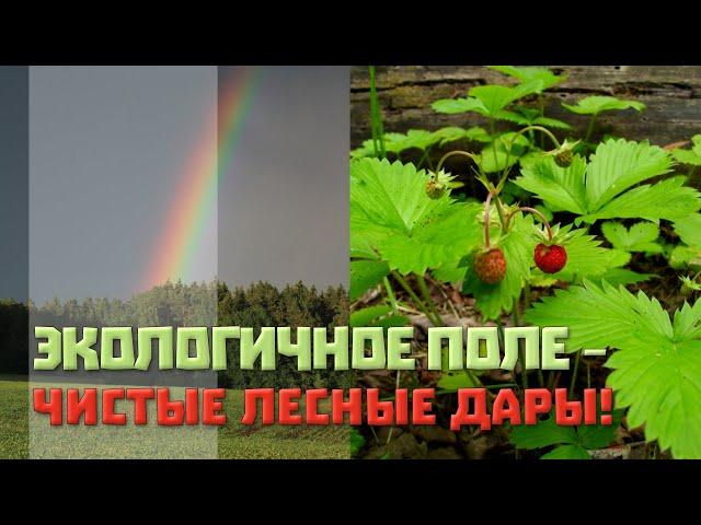 Экологичное поле - чистые лесные дары!