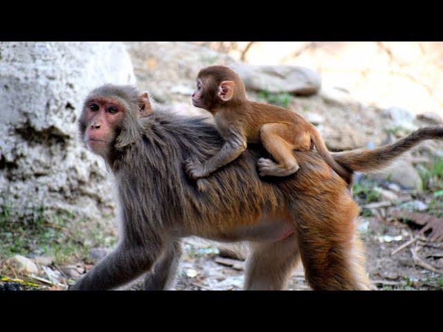 Monkey Baby video Cute Baby Monkeys Funny video