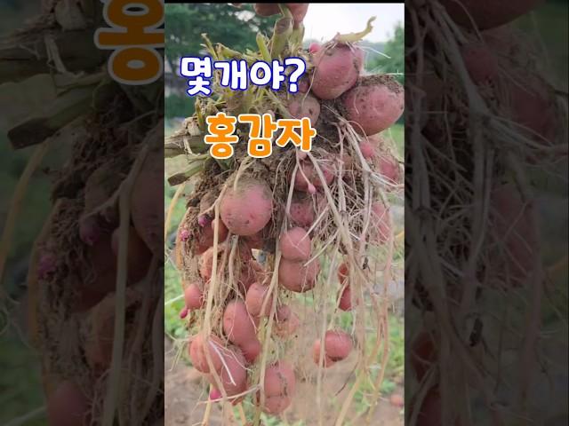 한포기에?대박이네 속노란 홍심이감자