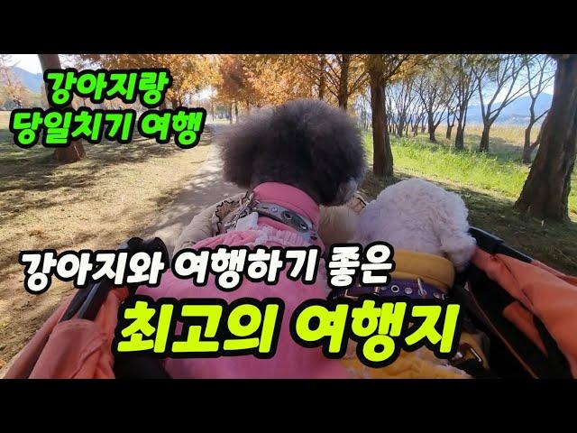 Traveling with a dog / Traveling the beautiful Republic of Korea