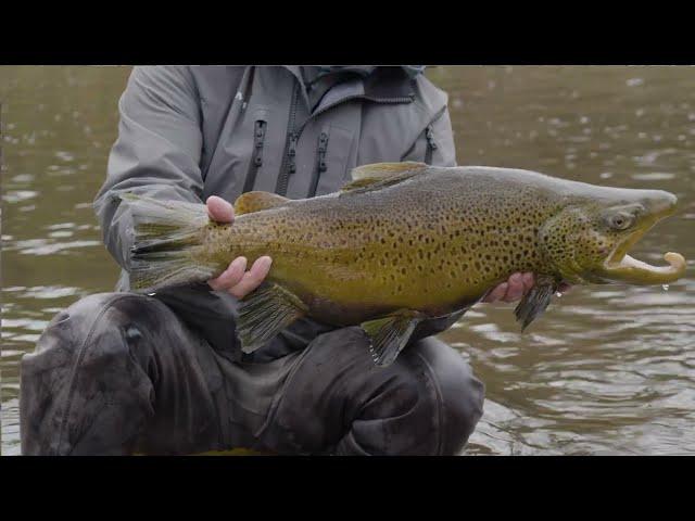 King Salmon and Brown Trout | Lake Ontario Tributaries | S19 E11