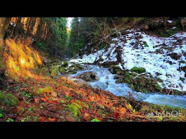 Relaxing Nature Sounds & Natural Calming Water Sound, Forest Bird Song-Waterfall