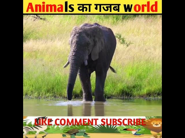 जानवरों के 3 गजब facts 69  || #shorts #viralshorts #amazingfacts #shortsfeed