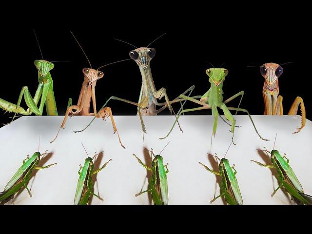 5 Praying mantis eating show! It's amazing.